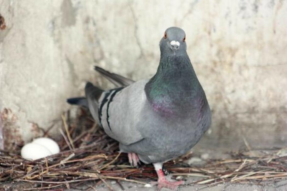 Sekilas Tentang Proses Bertelurnya Merpati Merpati Indonesia Sekilas Tentang Proses Bertelurnya Merpati Merpati Indonesia
