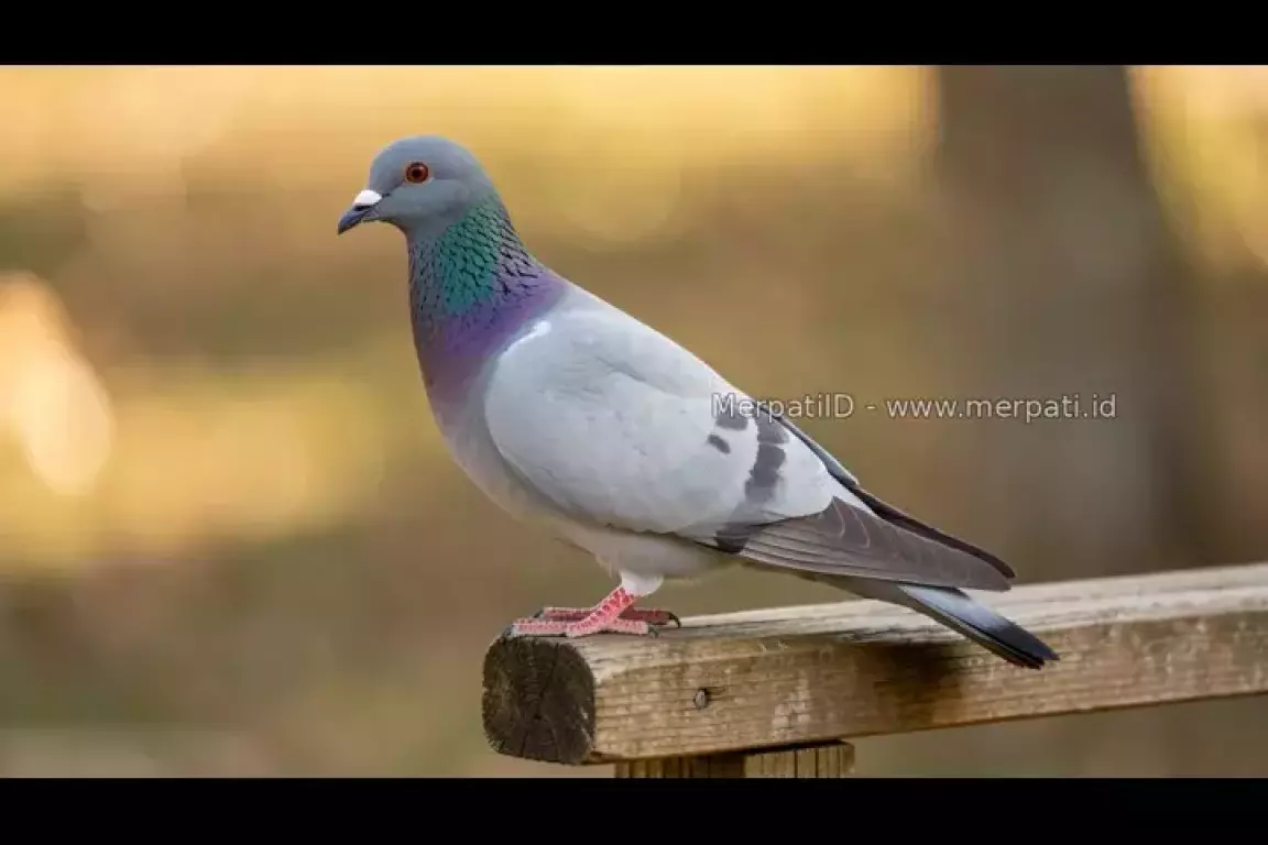 Memilih Burung Dara/Merpati Tinggian Kolong yang Bagus - MerpatiID