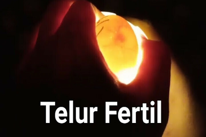 Cek Kesuburan Telur Merpati (Fertil atau Infertil) - MerpatiID