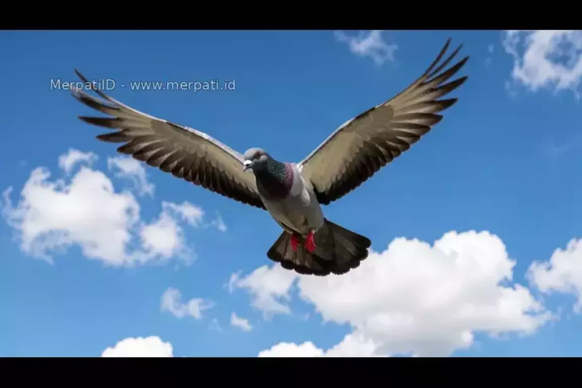 Tips memilih merpati tinggian yang bagus dan prospek - MerpatiID