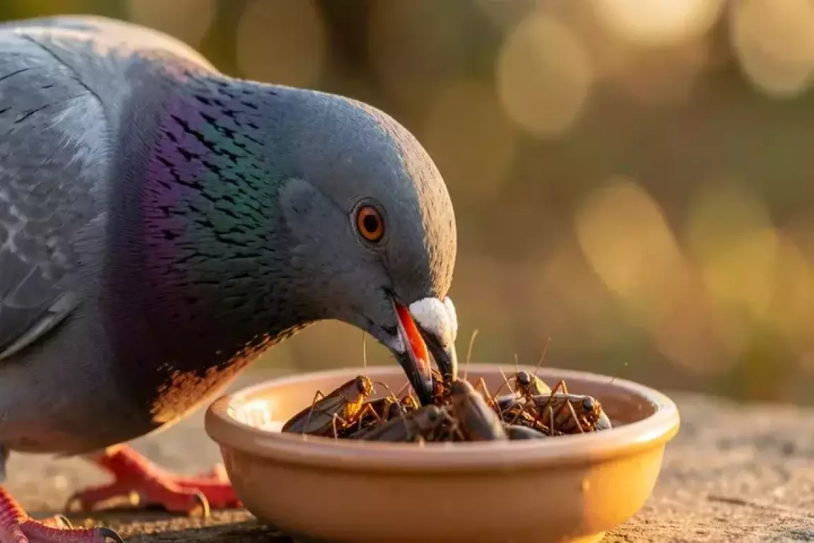 5 Manfaat Jangkrik Untuk Burung Merpati - MerpatiID