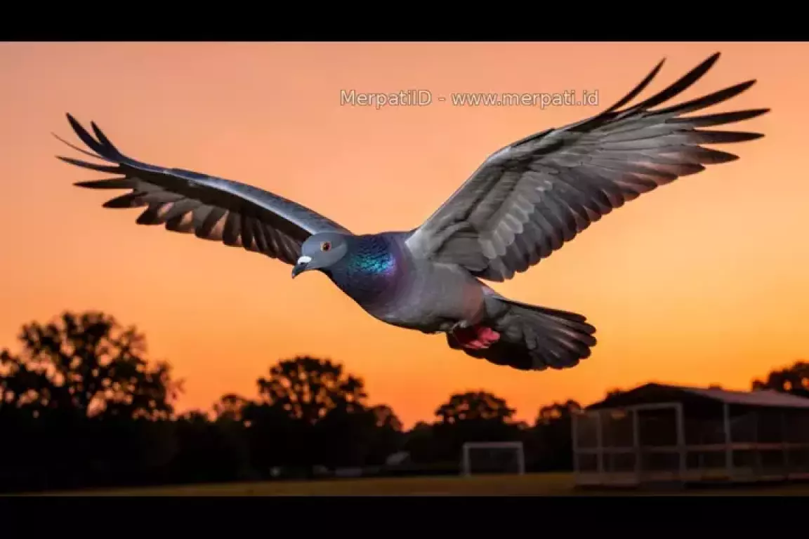 Mengapa burung merpati bisa mengetahui jalan pulang ke rumah? - MerpatiID