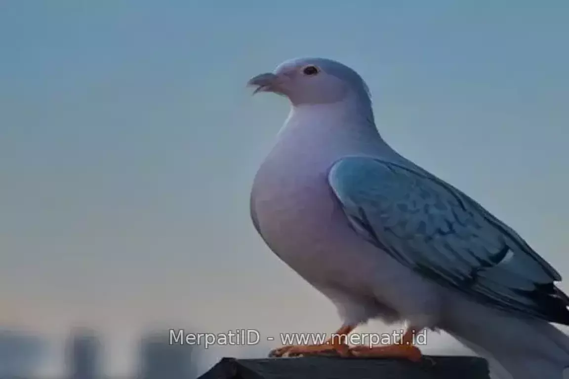 10 Tips Menemukan Burung Merpati Hilang dengan Cepat - MerpatiID