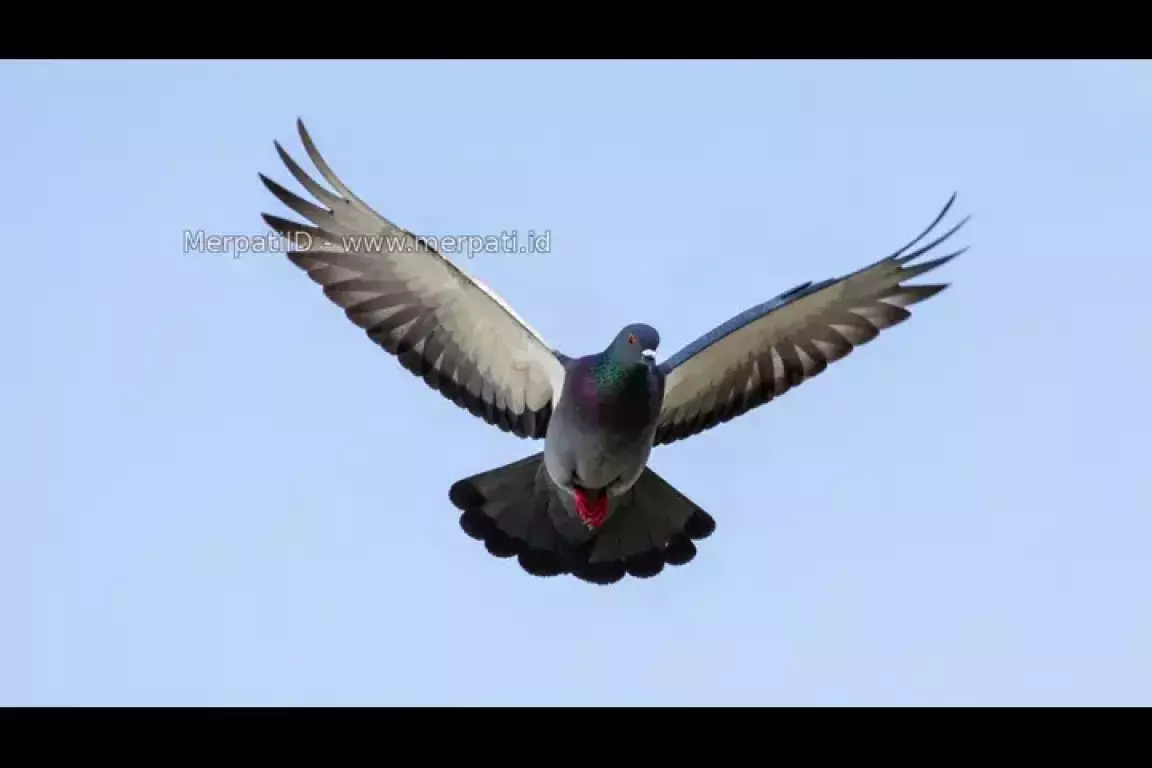 Video Melatih Merpati Tomprang Agar Bisa Ngolong - MerpatiID