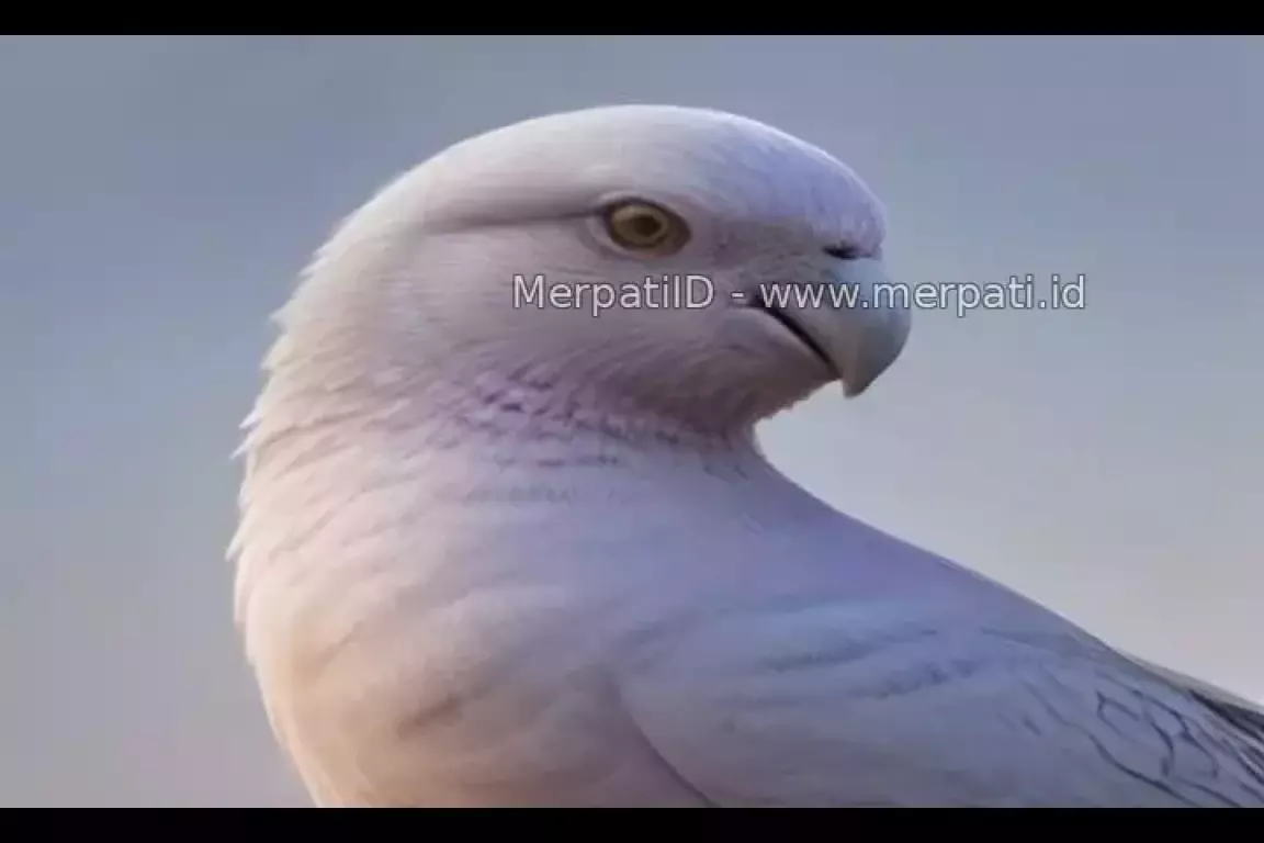 Cara Memilih Merpati Balap - MerpatiID
