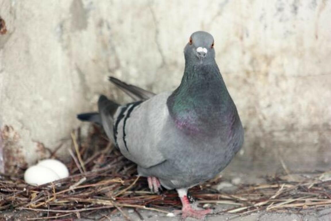 Sekilas Tentang Proses Bertelurnya Merpati - MerpatiID Sekilas Tentang Proses Bertelurnya Merpati - MerpatiID