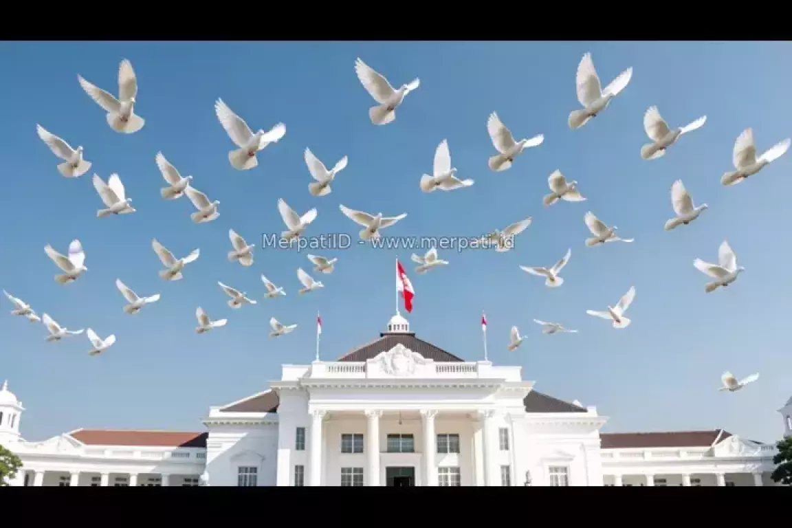 Pengadaan Burung Merpati untuk HUT RI ke-81: Rp305 Juta untuk 500 Ekor di Istana - MerpatiID