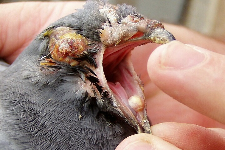 Mengenal Cacar Merpati (Patekan, Kutil Merpati, Pigeon Pox) Serta Cara Pencegahannya - MerpatiID