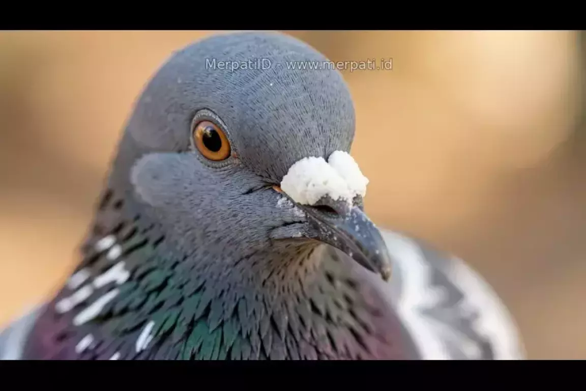 Hidung (Cere) Merpati: Tanda Kecil yang Sering Dilupakan - MerpatiID