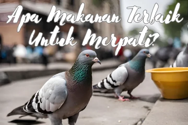 Apa Makanan Terbaik Untuk Merpati? - MerpatiID