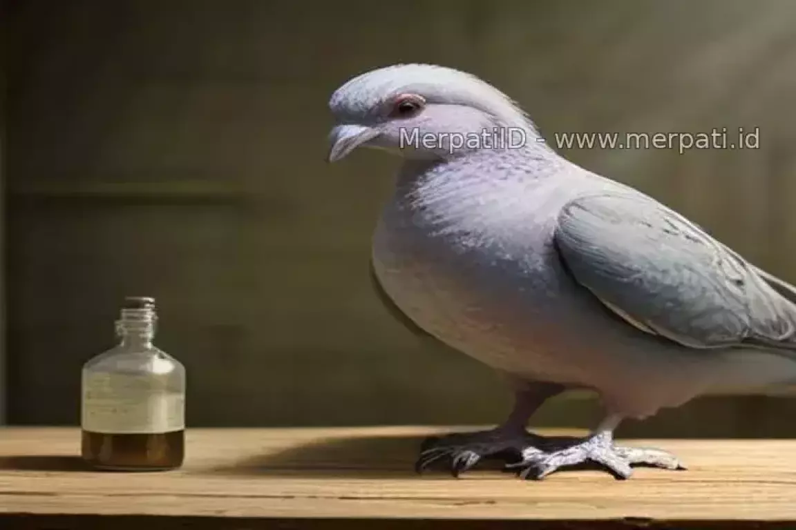 Gejala Burung Merpati Sakit Dan Cara Mengobatinya - MerpatiID