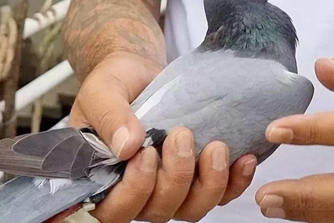 [Video] Terbang Bali ke Jakarta Cuma 22 Jam, Merpati Pos Antar Pulau Bisa Pulang Sendiri - MerpatiID