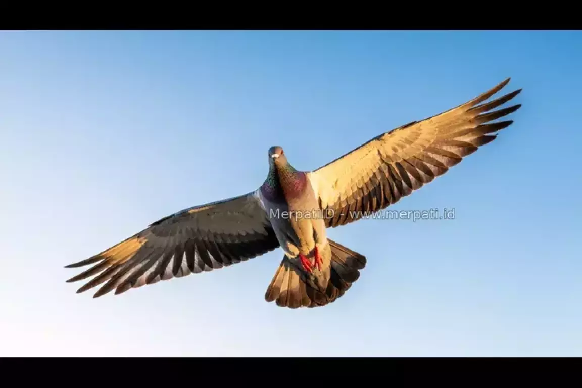 Barcelona International 2026: 16.278 Merpati Bertarung di Jalur Jarak Jauh Terberat - MerpatiID