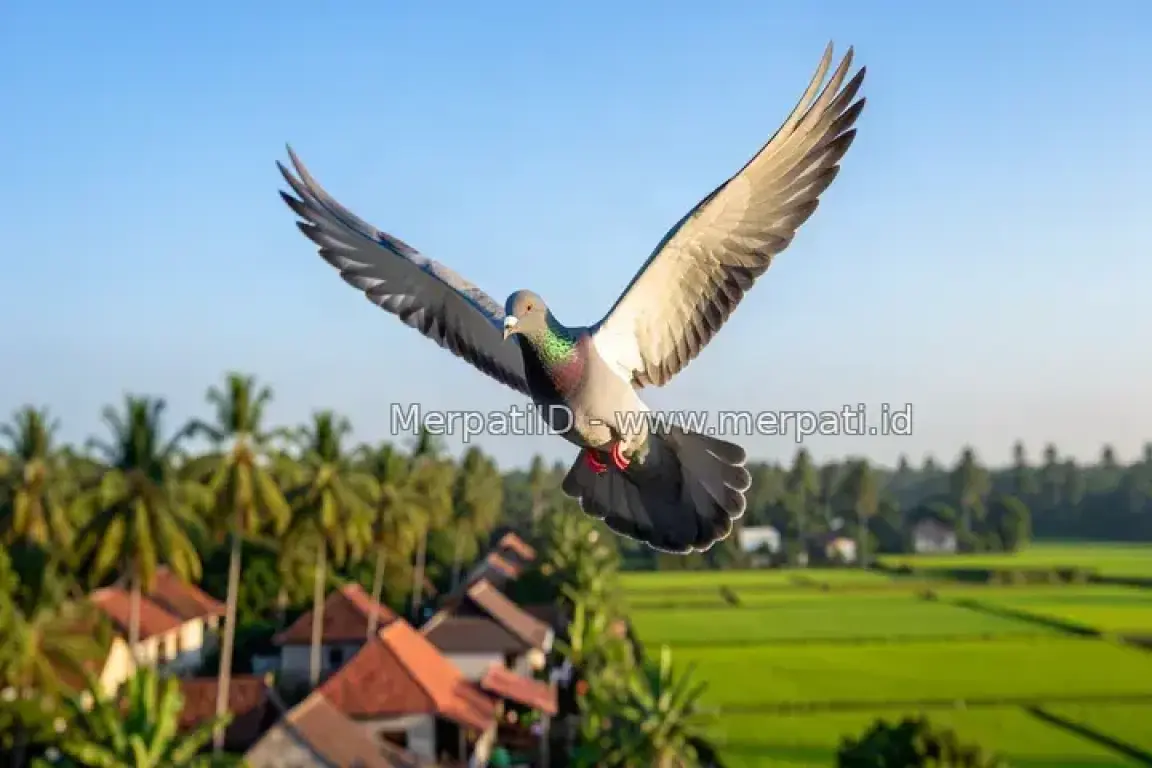 Hunting Merpati Berkualitas Bagus di Daerah Yogyakarta - MerpatiID
