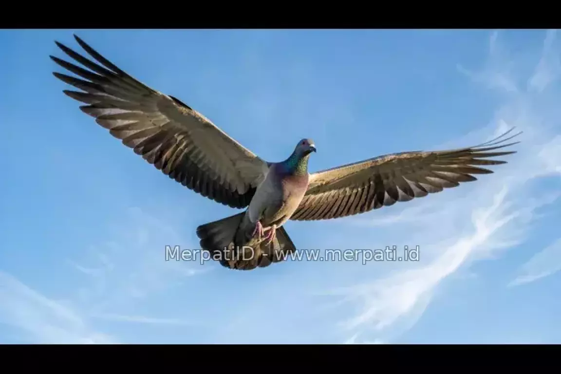 Asal Usul Permainan Merpati - MerpatiID