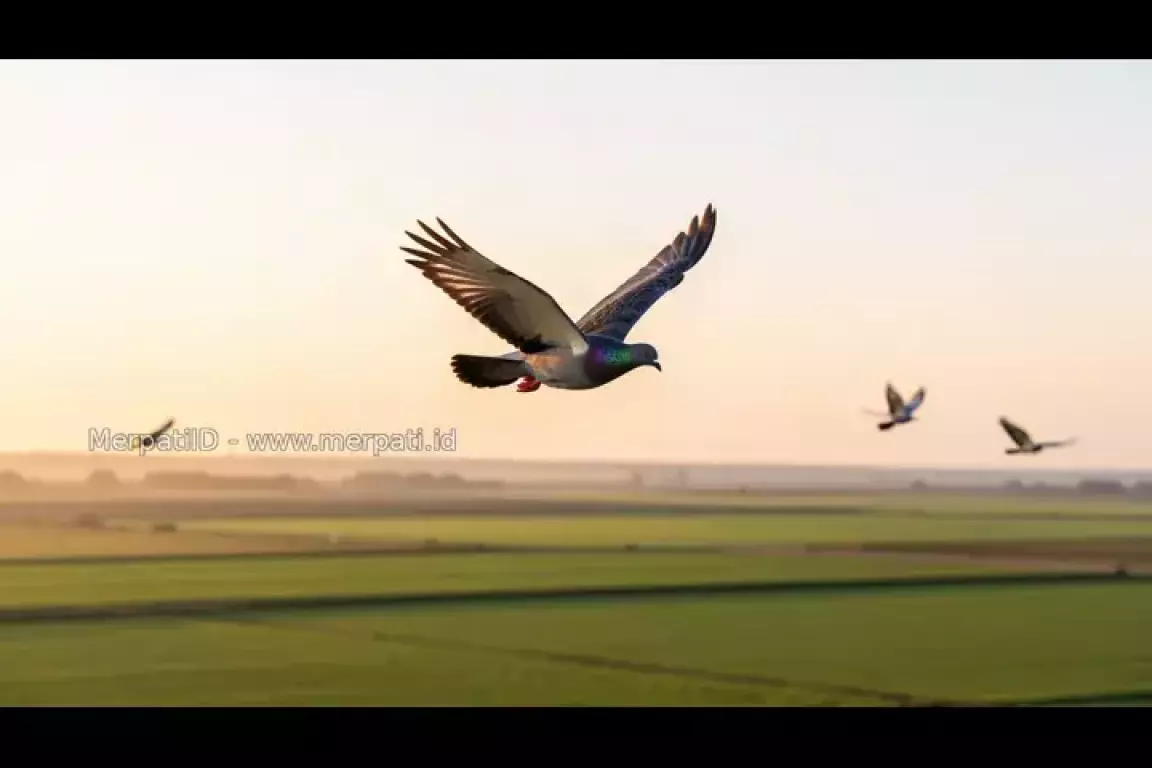 King Geeloger Juara 1 Nasional Ace Young Birds PIPA 2026 dari Kemitraan Eijerkamp-Douna - MerpatiID