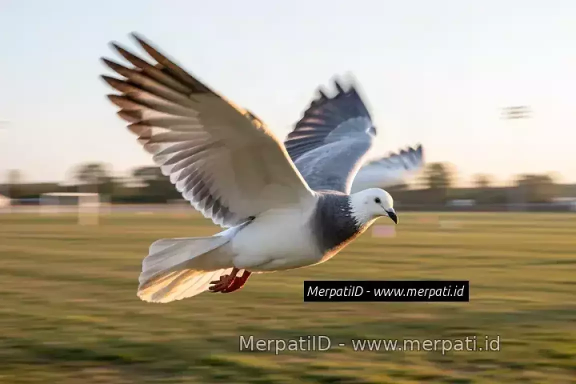 Cara Hitung Kecepatan Burung Merpati Pos - MerpatiID