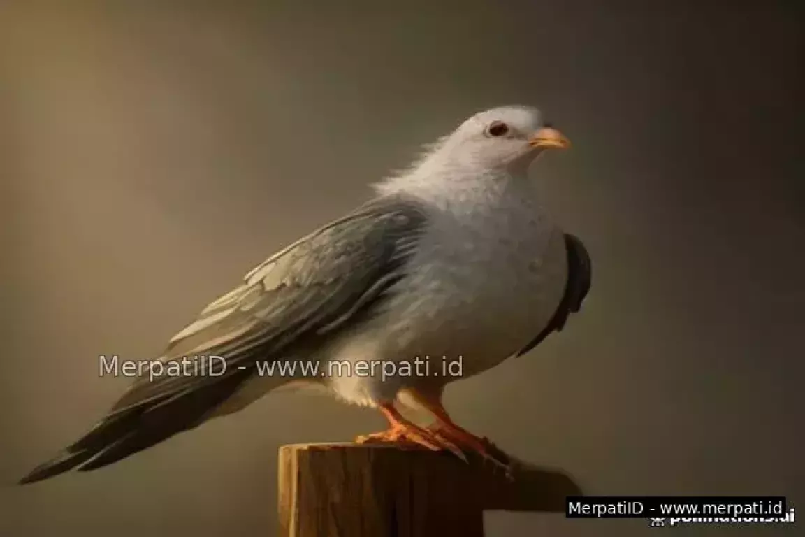 Resep Jamu Merpati Balap Tinggi Kolongan: Panduan Lengkap Racikan & Cara Buat - MerpatiID