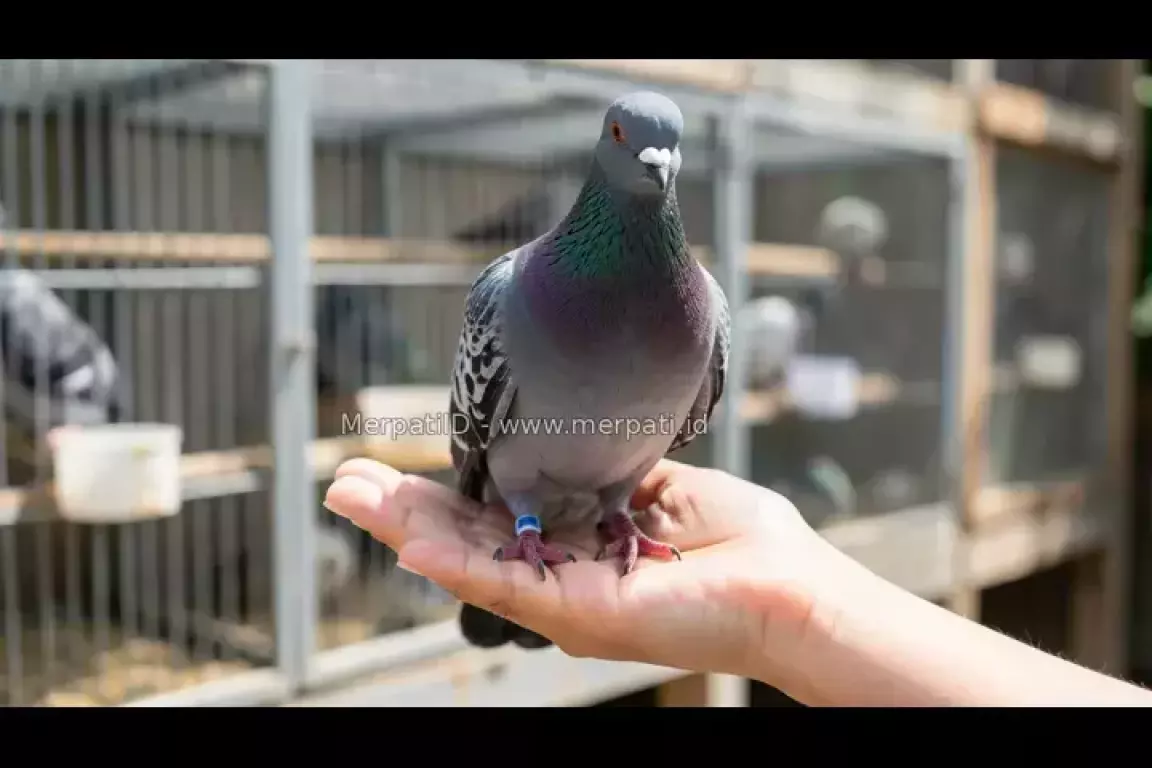 Cara Pegang Merpati yang Benar: Jangan Sampai Burung Stres - MerpatiID