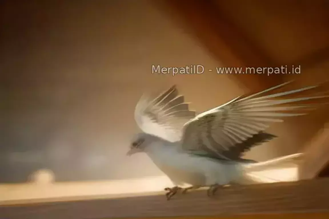 13 Cara Memelihara Burung Dara Merpati Agar Jinak - MerpatiID