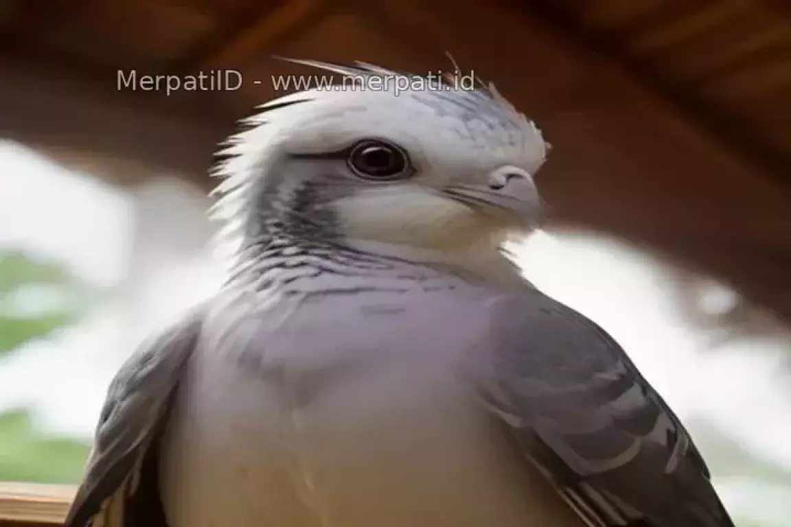 [Video] 2 Jenis Merpati Endemik Jawa yang Paling Banyak Dicari - MerpatiID