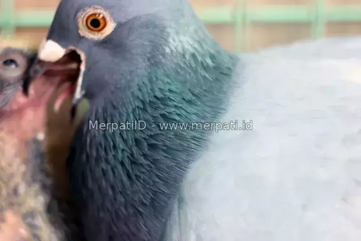 All about katuranggan merpati tinggian - MerpatiID